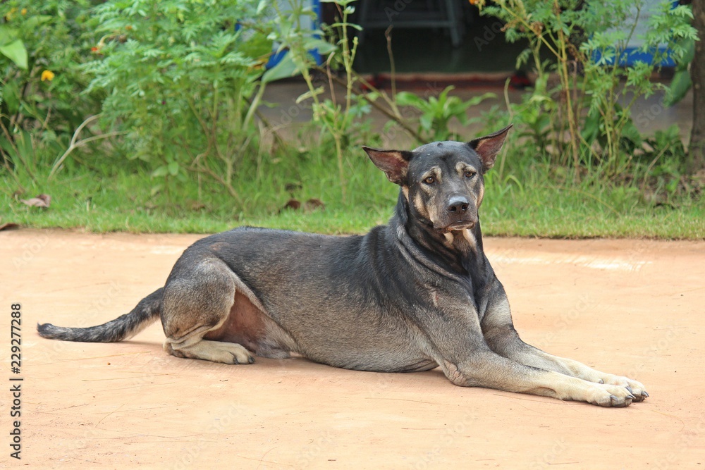 Dog, the black dog lies down on ground, it is pets that is tame. Dog, the black dog lies down on ground, it is pets that is tame.
