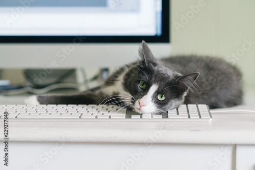 cute grey cat lying on keyboard photo