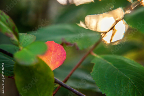 Closeup nature autumn fall view of red leaf glow in sun on blurred greenery background in garden or park with copy space. Natural yellow orange plant landscape October or September wallpaper concept