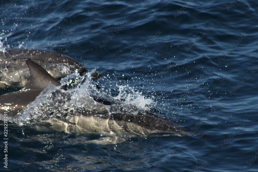 Obraz premium White sided dolphin