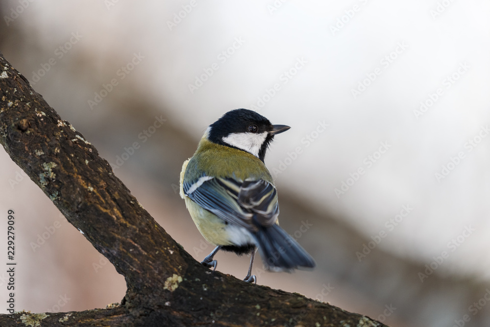 Fototapeta premium Great tit on a branch