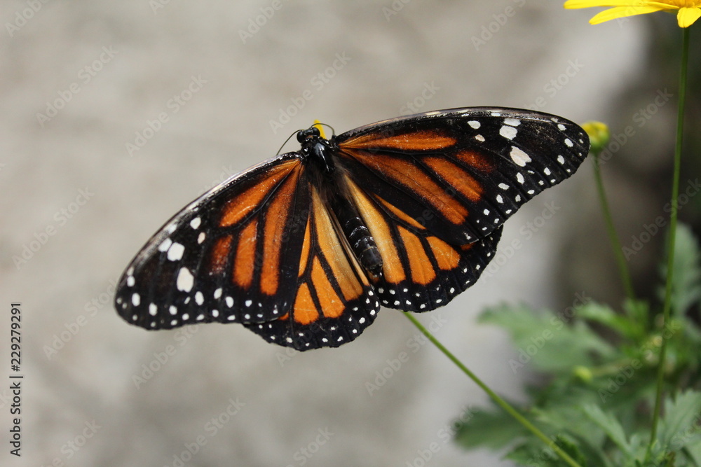 Fototapeta premium Butterfly