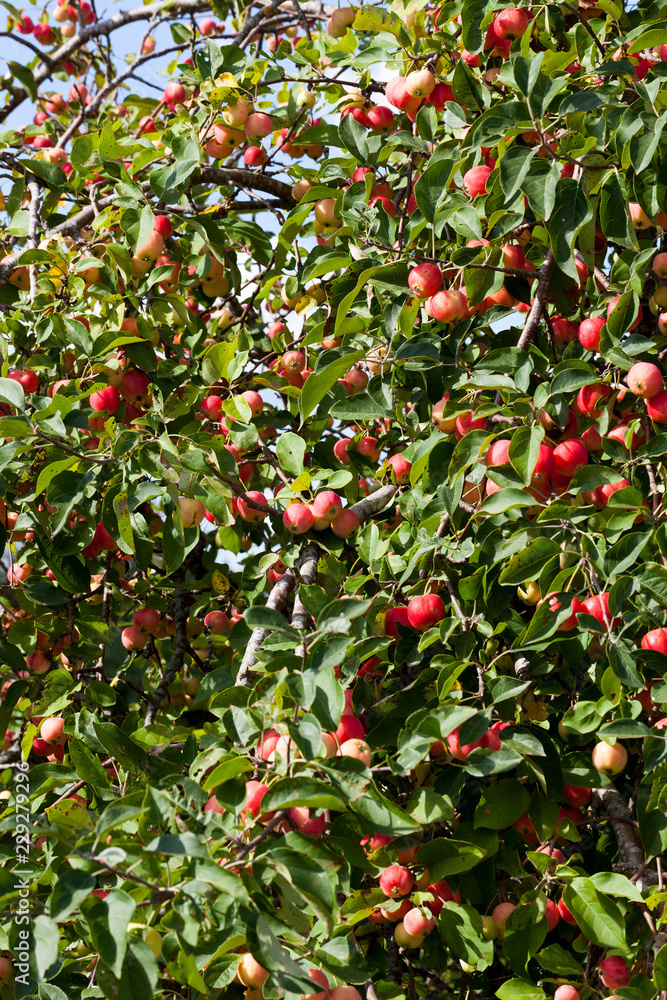 red wild apples