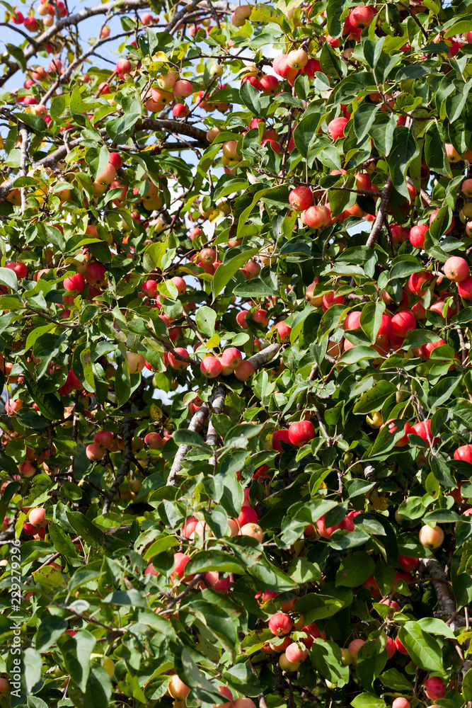 Obraz premium red wild apples