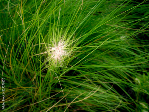 Grass Flowers Blooming