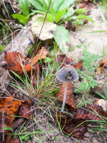 close up small little mushroom nature macro ground outside autumn weather