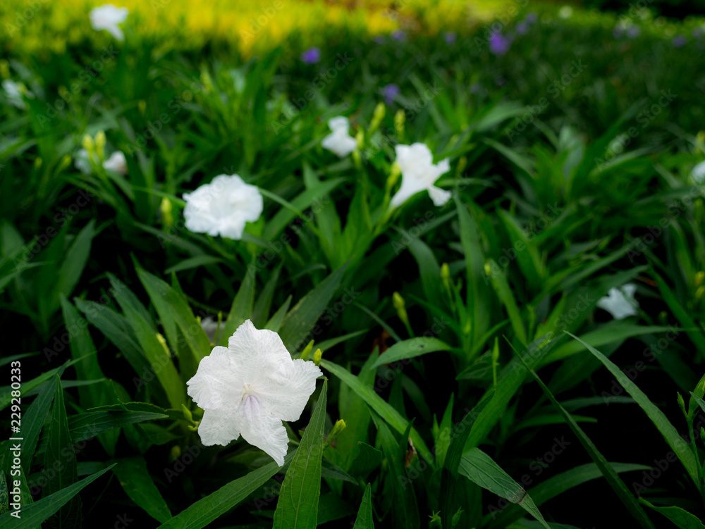 White Relic Tuberosa Flowers Blooming White Relic Tuberosa Flowers Blooming