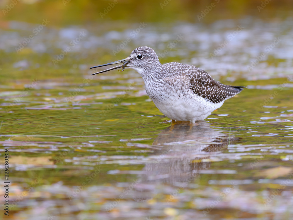 Greater Yellowlegs Caught a Minnow Greater Yellowlegs Caught a Minnow