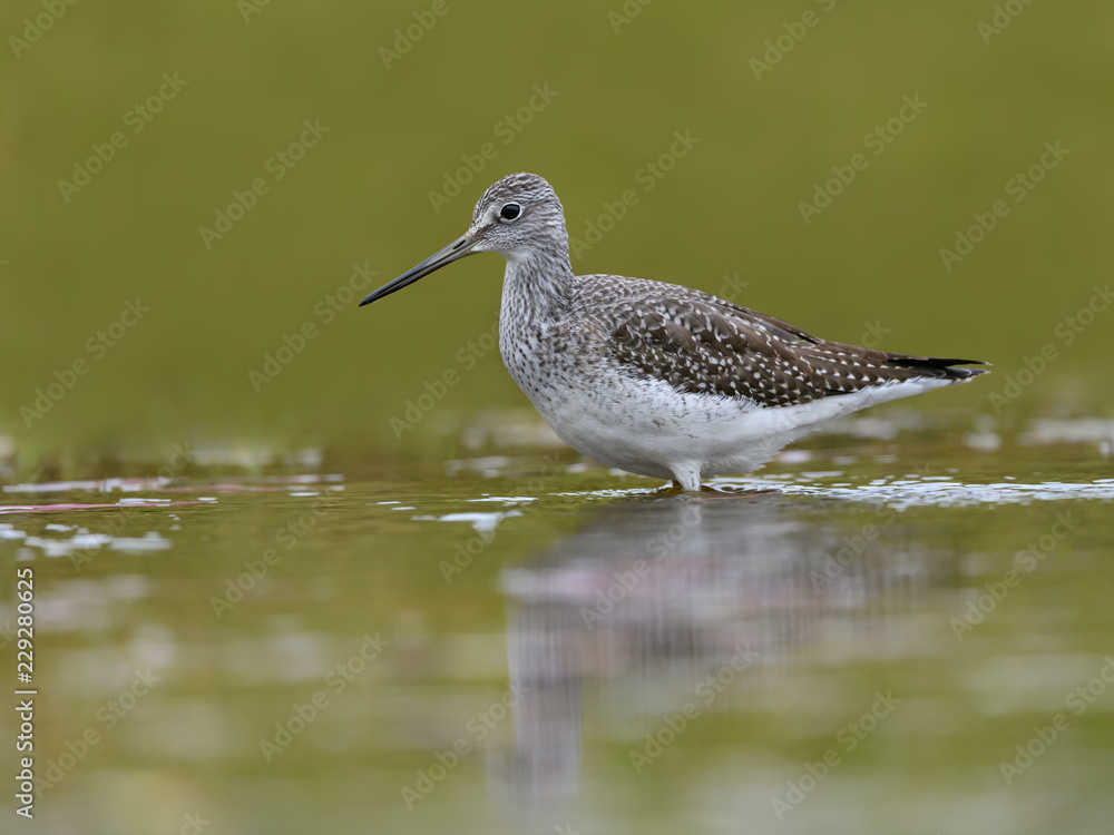 Greater Yellowlegs Portrait in Fall on Green Background Greater Yellowlegs Portrait in Fall on Green Background