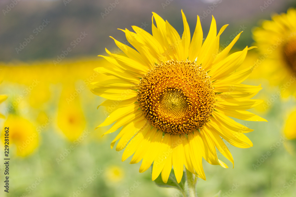 Closeup Beautiful of a Sunflower or Helianthus in Sunflower Field, Bright yellow sunflower Lopburi, Thailand