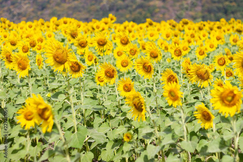 Fototapeta Naklejka Na Ścianę i Meble -  Closeup Beautiful of a Sunflower or Helianthus in Sunflower Field, Bright yellow sunflower Lopburi, Thailand