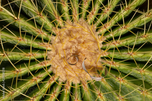 close up of cactus