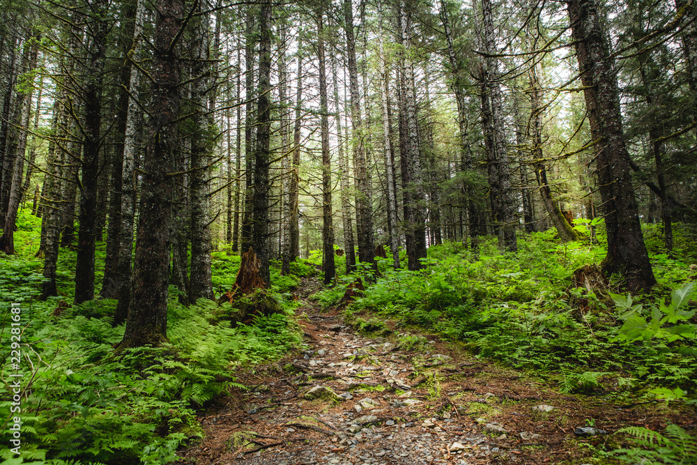 Beautiful flourishing forest with trail for hiking Beautiful flourishing forest with trail for hiking