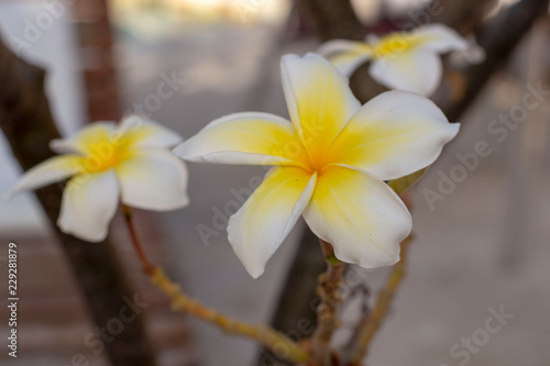 White flower