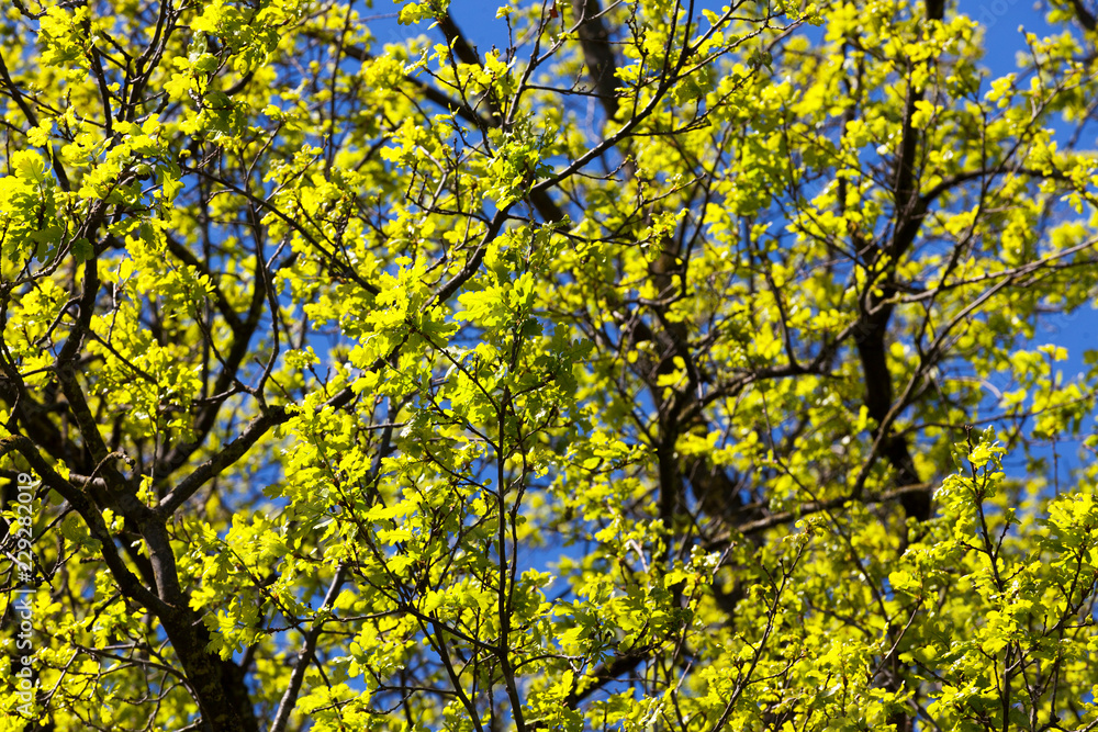 clean oak foliage clean oak foliage