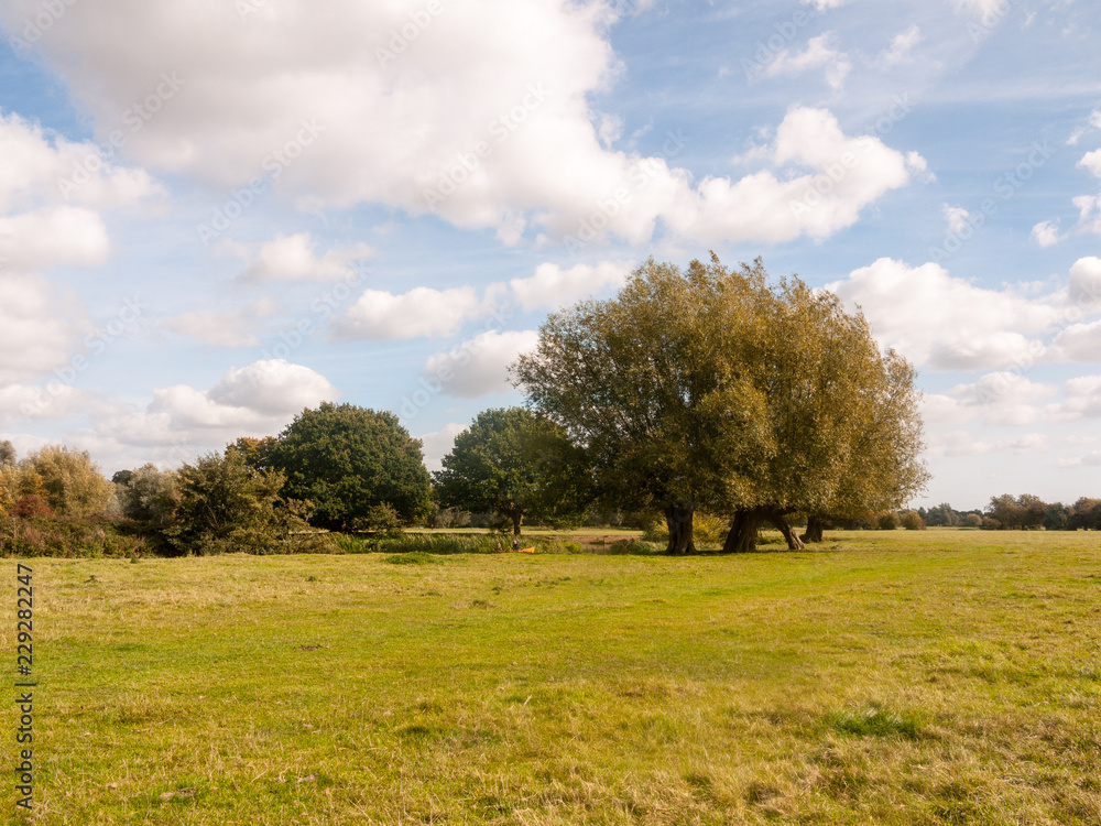 Obraz premium Dedham summer day special grassland greenery scene landscape nature natural