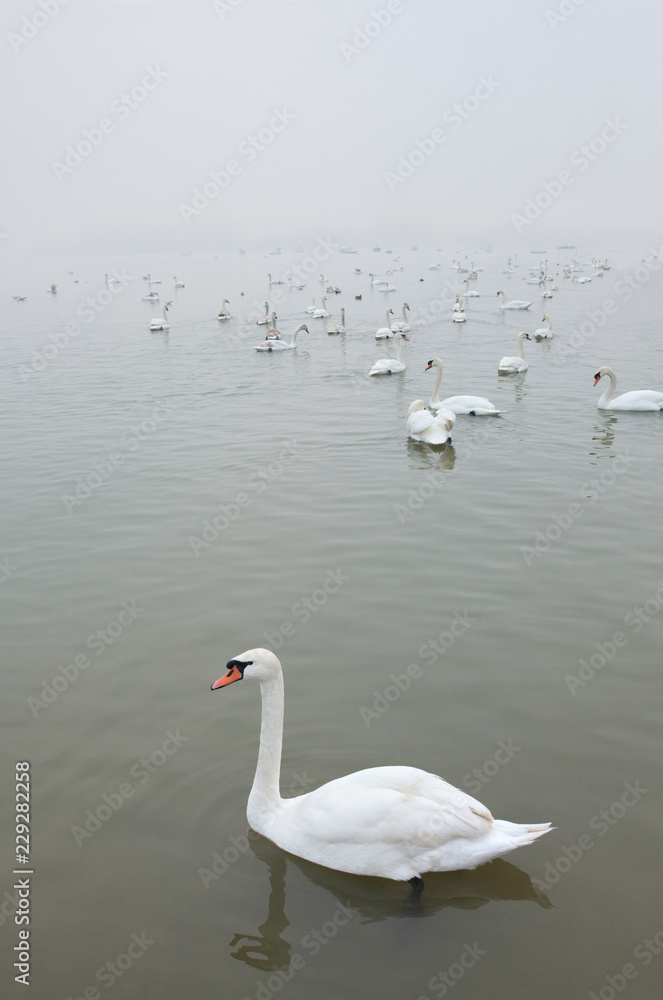 Spent some time with swans during winter