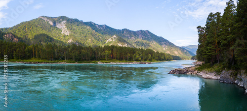 Panorama of the rapid river of Katun  Altai Republic  Russia