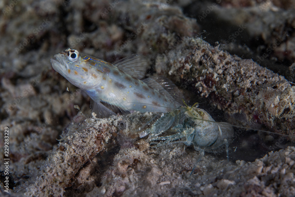 Goby Fish and Pistol Shrimp Goby Fish and Pistol Shrimp