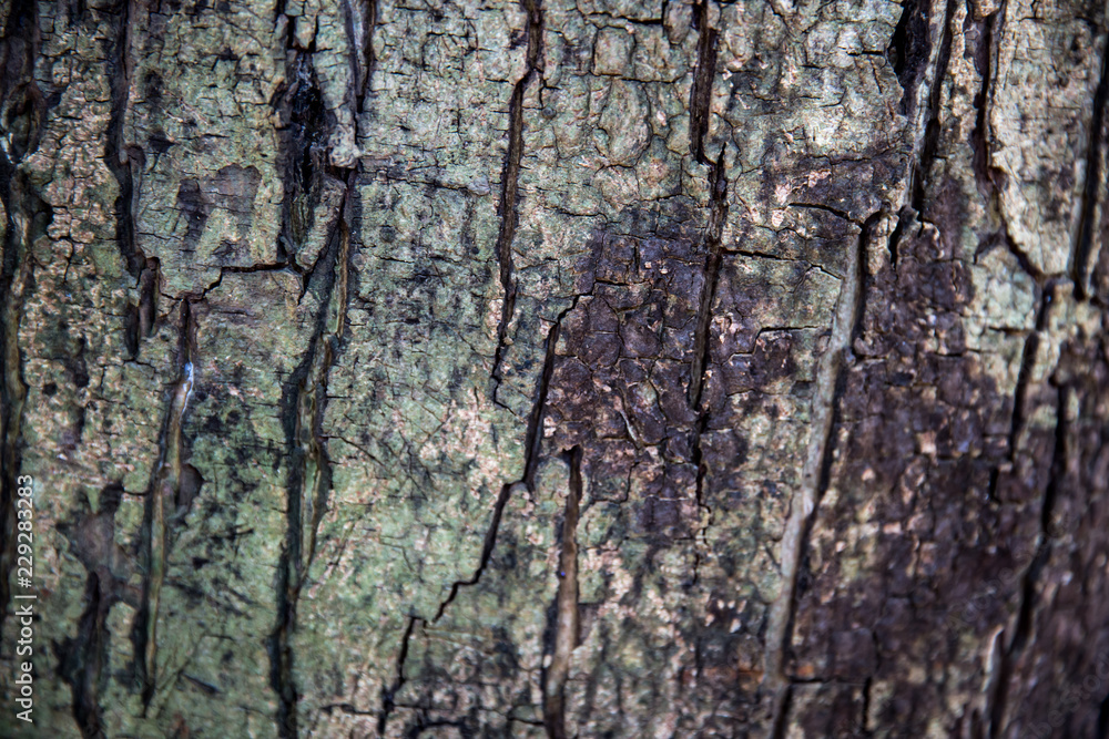 Brown wood texture. Abstract background, empty template. Brown wood texture. Abstract background, empty template.