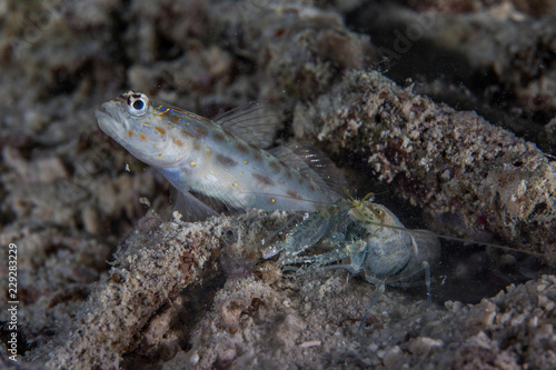 Goby Fish and Pistol Shrimp photo