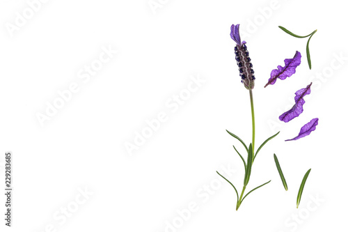 garden lavender flower and petals on white with copy space on left