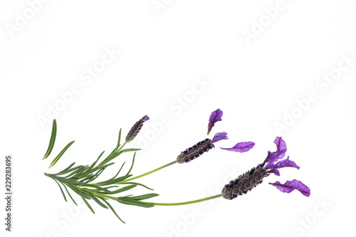 topped lavender flowers isolated on white background with copy space