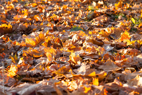 The fallen maple leaves