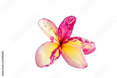 Isolated plumeria flower on the white background.