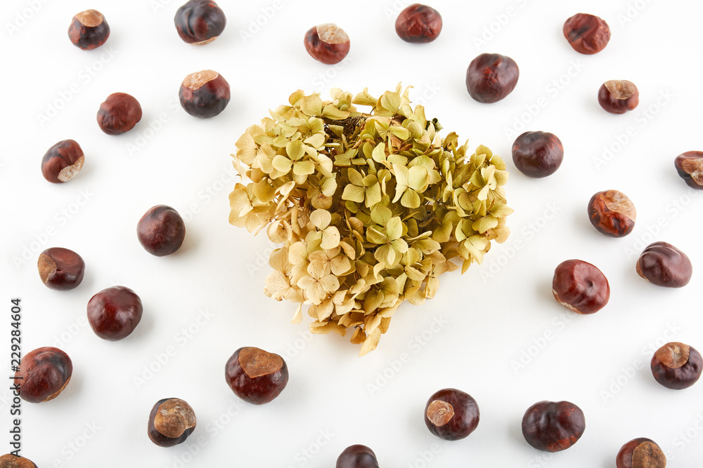 Many peeled chestnuts and dried flowers on white background Many peeled chestnuts and dried flowers on white background