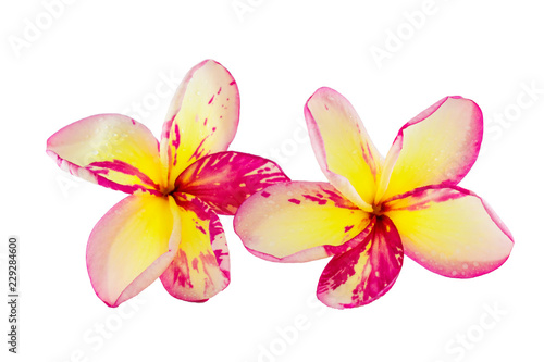 Isolated plumeria flower on the white background.