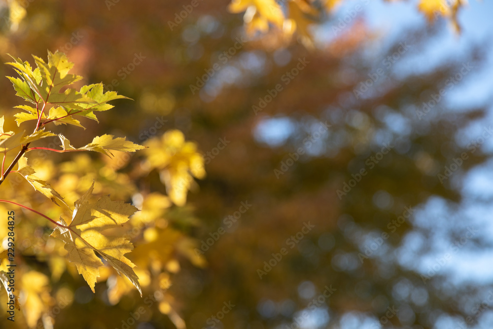 Fall tree leaves. Autumn copy space backdrop. Selective focus bokeh background. Fall tree leaves. Autumn copy space backdrop. Selective focus bokeh background.
