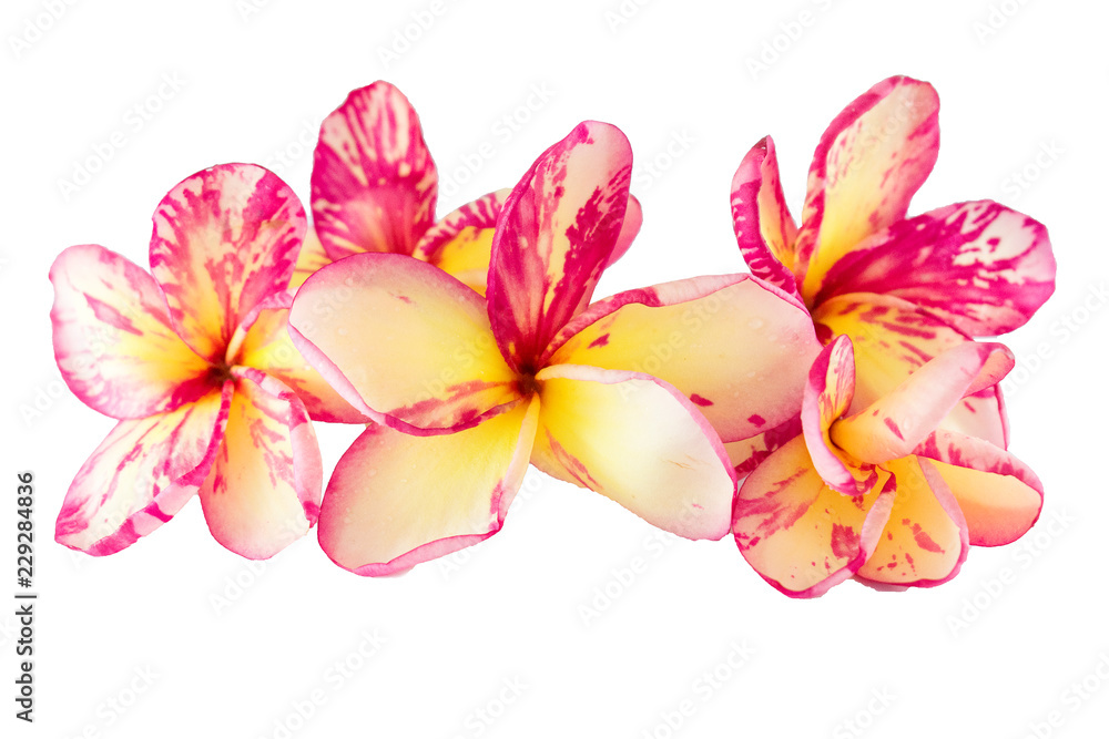 Isolated plumeria flower on the white background. Isolated plumeria flower on the white background.