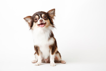 Chihuahua dog sitting on white studio background