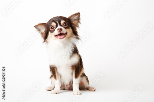 Chihuahua dog sitting on white studio background