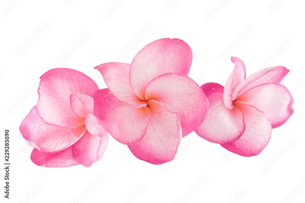 Obraz premium Isolated plumeria flower on the white background.