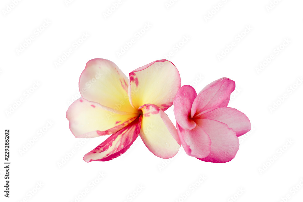 Isolated plumeria flower on the white background. Isolated plumeria flower on the white background.