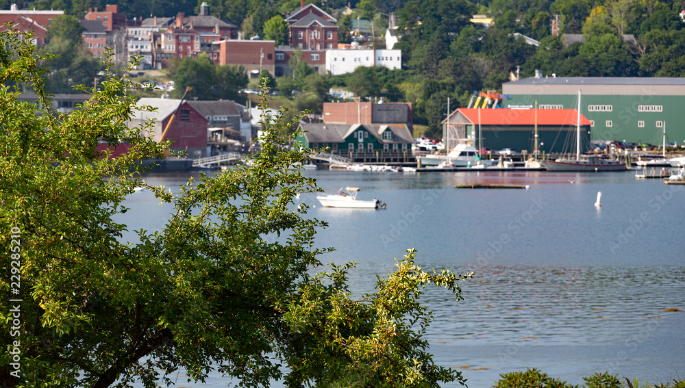 An apple tree in the foreground with Belfast, Maine harbor in the background. An apple tree in the foreground with Belfast, Maine harbor in the background.