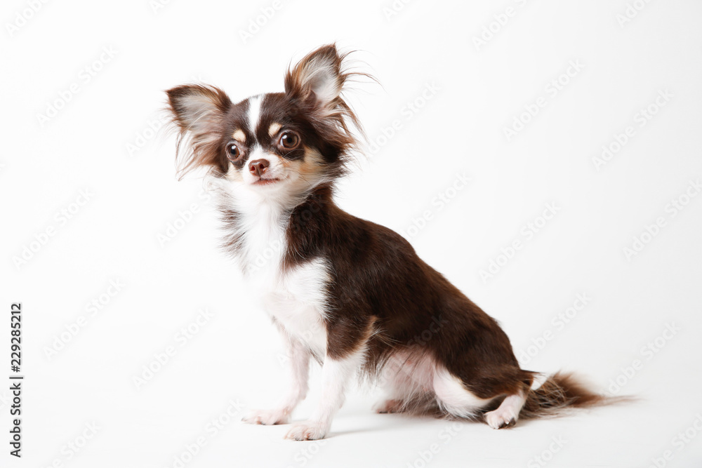 Chihuahua dog sitting on white studio background Chihuahua dog sitting on white studio background