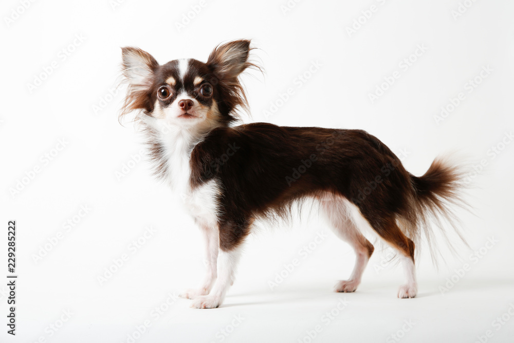 Chihuahua dog standing on white studio background Chihuahua dog standing on white studio background