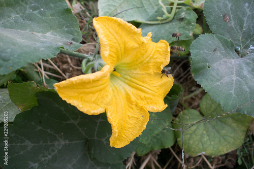 Cucumber flower bright orange yellow large size for design background