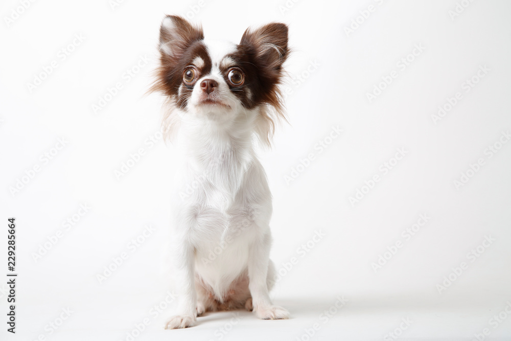 Chihuahua dog sitting on white studio background