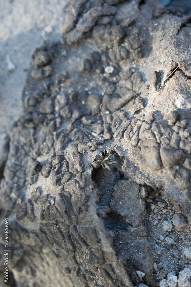 Fototapeta premium cracked surface asphalt paint rust dirty gray cracked carroses for design