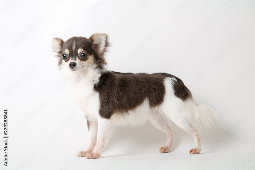 Chihuahua dog standing on white studio background