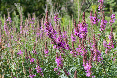 Several purple loosestrife flowers blooming in the summer along the coast of Maine.