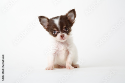 Chihuahua puppy sitting on white studio background © Kitti bowornphatnon