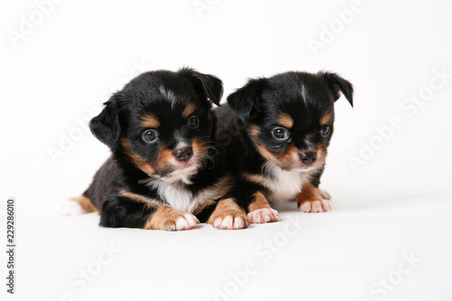 Chihuahua puppies laying on white studio background