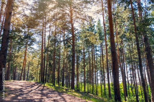 Sunny pathway in the forest on a summer day with pine trees shadows