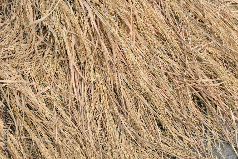 Close up of rices Close up of rices
