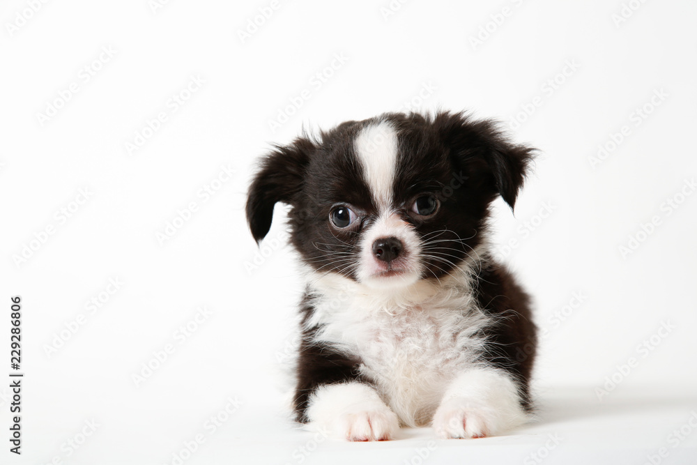 Chihuahua puppy laying on white studio background Chihuahua puppy laying on white studio background